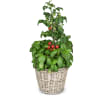 Media 1 - Basilic & Plante de tomate «Italian Feeling»