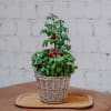 Media 2 - Basilic & Plante de tomate «Italian Feeling»