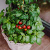 Media 3 - Basilic & Plante de tomate «Italian Feeling»