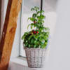 Media 4 - Basilic & Plante de tomate «Italian Feeling»
