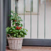 Media 5 - Basilic & Plante de tomate «Italian Feeling»