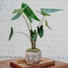 Media 2 - Modern Living (Alocasia zebrina)