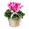 Media 1 - Zimmerpflanze «Winterschönheit» (Zyklame)