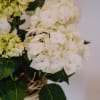 Media 5 - Un souvenir qui reste (hortensia blanc pour le cimetière)