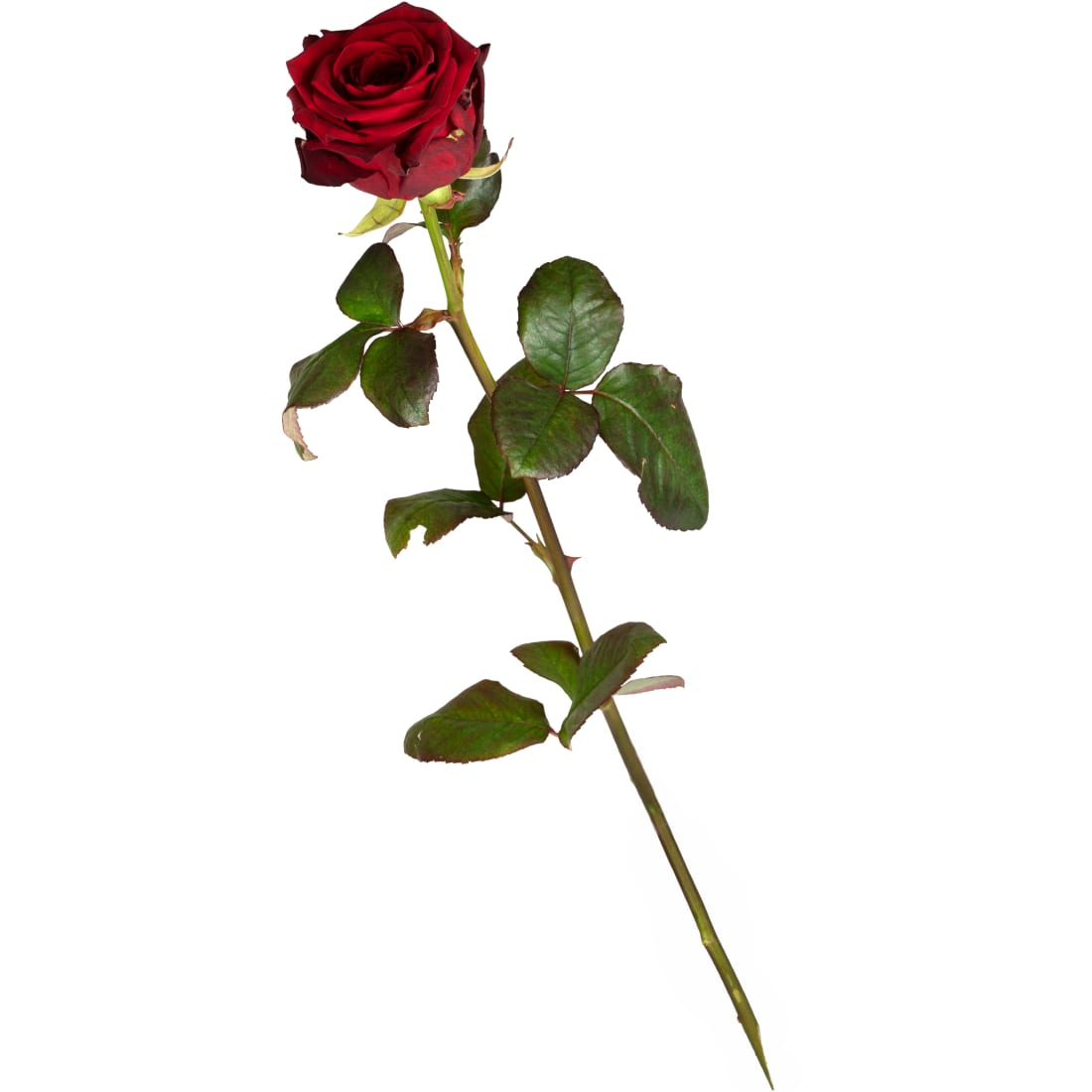Esclusivo mazzo di 24 rose rosse - Italflora