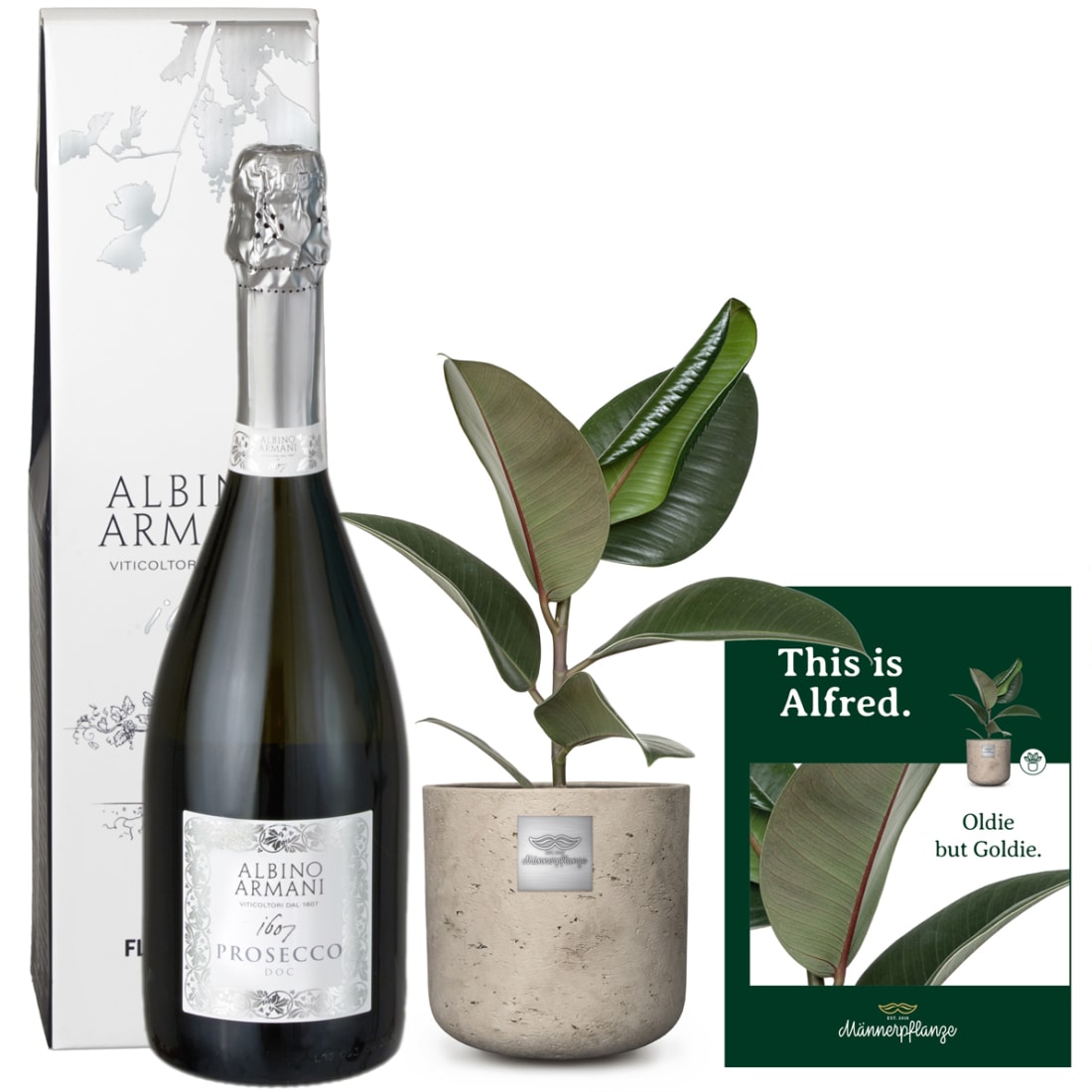 This is Alfred (Ficus elastica 'Robusta') with Prosecco Albino Armani DOC  (75 cl) - order here - same day delivery