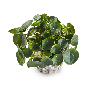 Media 1 - Pilea