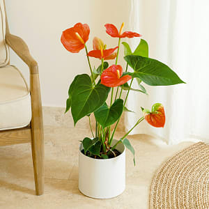 Media 1 - Red Anthurium
