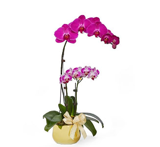 Media 1 - Phalaenopsis