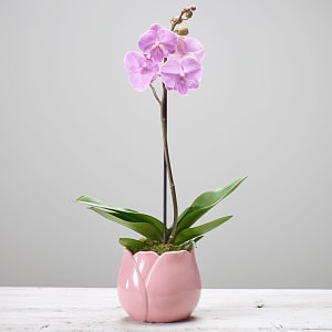 Media 1 - Single Plant