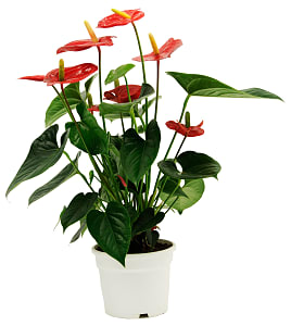 Media 1 - Anthurium
