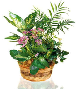 Media 1 - Arrangement of Plants