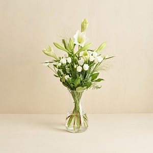 Media 1 - The Elegant