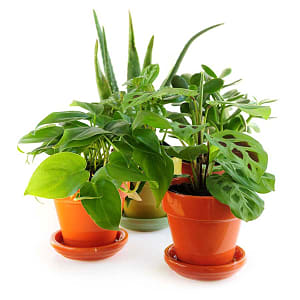 Media 1 - Single Plant