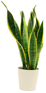 Media 1 - Sansevieria