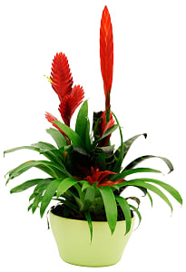 Media 1 - Bromelia