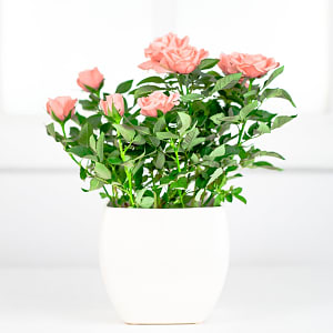 Media 1 - Rose