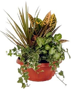 Media 1 - Arrangement of Plants