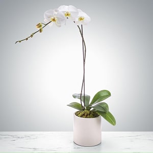 Media 1 - White Orchid