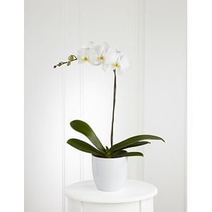 Media 1 - Orchid Plant