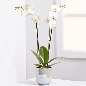 Media 1 - Orchid Plant