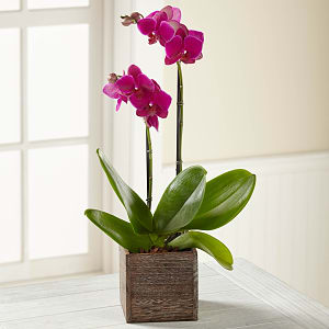 Media 1 - Fuchsia Phalaenopsis Orchid