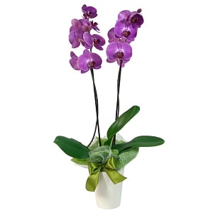 Media 1 - Orchid in a pot