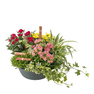 Media 1 - arrangement of plants