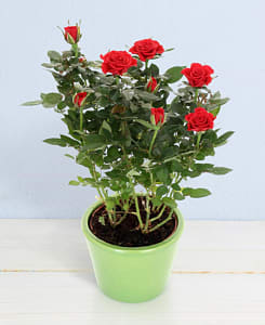 Media 1 - Little roses in pot