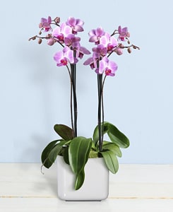 Media 1 - Orchid phalaenopsis