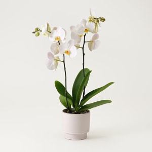 Media 1 - Single white plant Phalaenopsis
