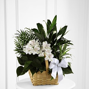 Media 1 - The FTD Peace and Serenity Dishgarden