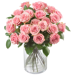 Media 1 - Pink Roses