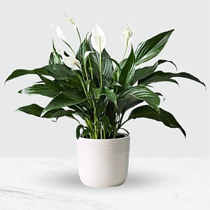 Media 1 - Potted Spathiphyllum