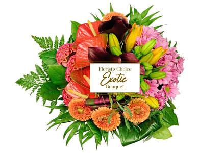 Media 1 - Exotica