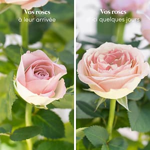 Media 3 - Rosebush