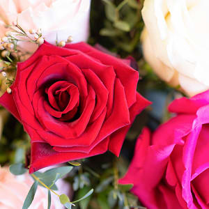 Media 2 - Adorable roses