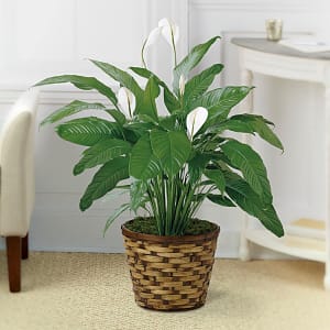 Media 1 - Tranquil Moments Peace Lily Plant