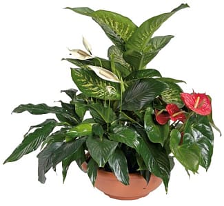 Media 1 - Arrangement of Plants