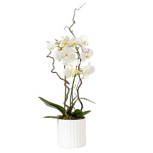 Media 1 - White orchid in a pot