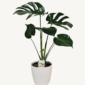 Media 1 - Monstera Deliciosa