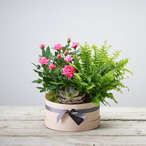 Media 1 - Arrangement Of Plants