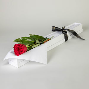 Media 1 - First Red Rose