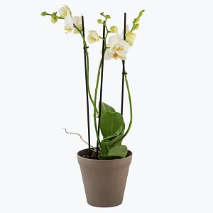 Media 1 - Orchid White two branch 242641