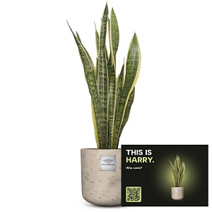 Media 3 - Männerpflanze «This is Harry» (Sansevieria laurentii)