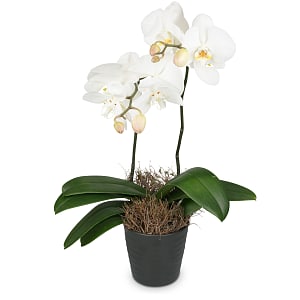 Media 2 - Weiße Orchidee (Phalaenopsis)