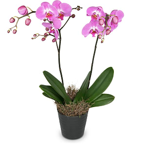 Media 2 - Pinke Orchidee (Phalaenopsis)