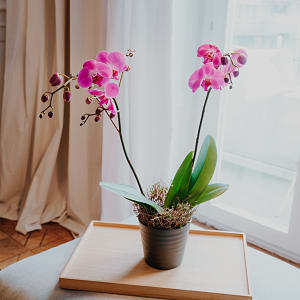 Media 3 - Pinke Orchidee (Phalaenopsis)