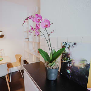 Media 4 - Pinke Orchidee (Phalaenopsis)