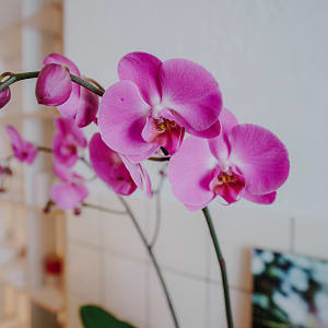 Media 5 - Pinke Orchidee (Phalaenopsis)